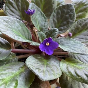 Meet your Posher, Toni